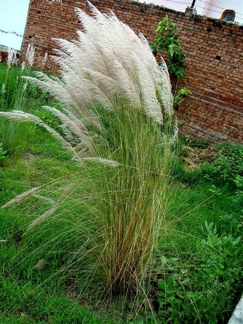 Tripidium bengalense